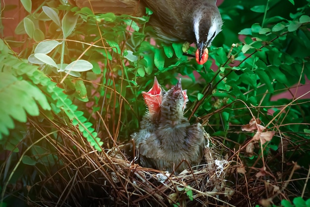 A bird with a red beak is looking at a baby bird in a nest.