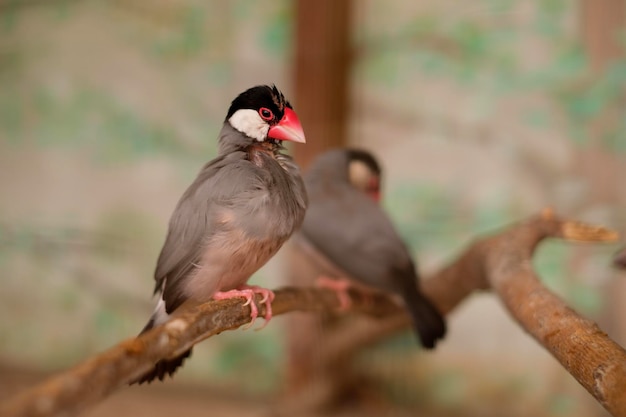 赤いくちばしを持つ鳥文鳥が頭を広げて枝に座っている