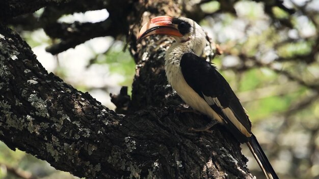 A bird with a red beak sits in a tree