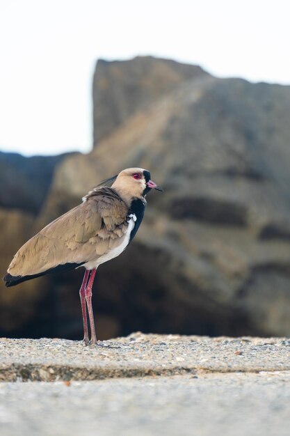 A bird with a red beak stands on the sand.