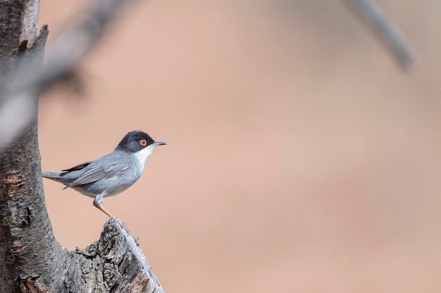 Photo a bird with a red eye and a black and white tail