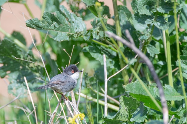 A bird with a red eye sits on a branch in a field of green plants