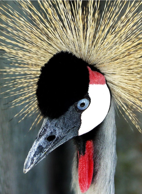 Photo a bird with a red face and black and white feathers