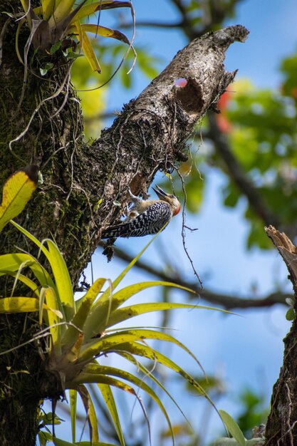 A bird with a red head is perched on a tree branch.