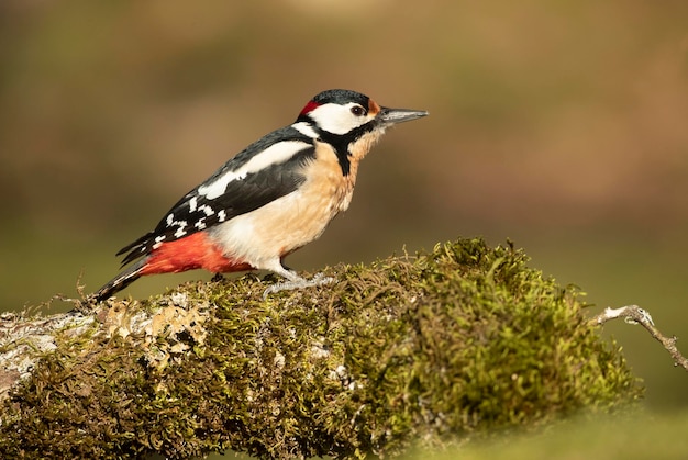 A bird with a red patch on its chest sits on a mossy stump.