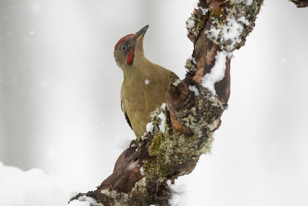 A bird with a red stripe on its head sits on a branch in the snow.