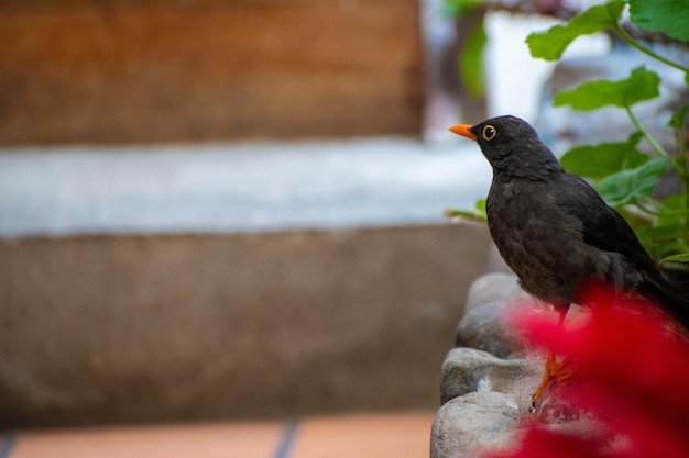 Photo a bird with a red tail