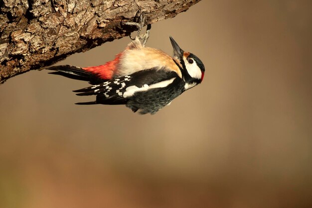 A bird with a red and white chest is hanging from a tree branch.