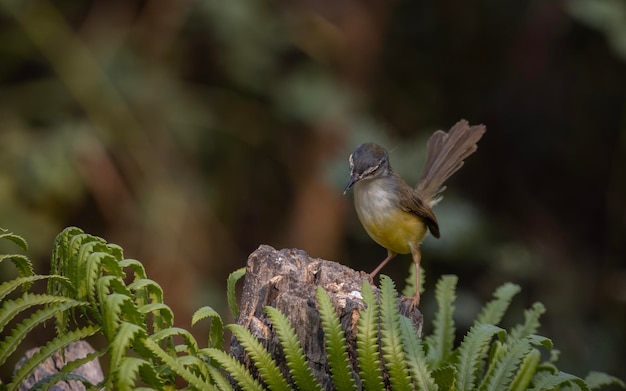 A bird with a tail flapping in the air