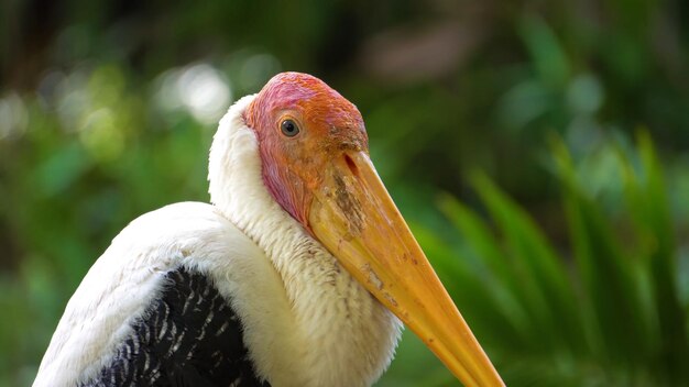 写真 白いくちばしを持つ鳥