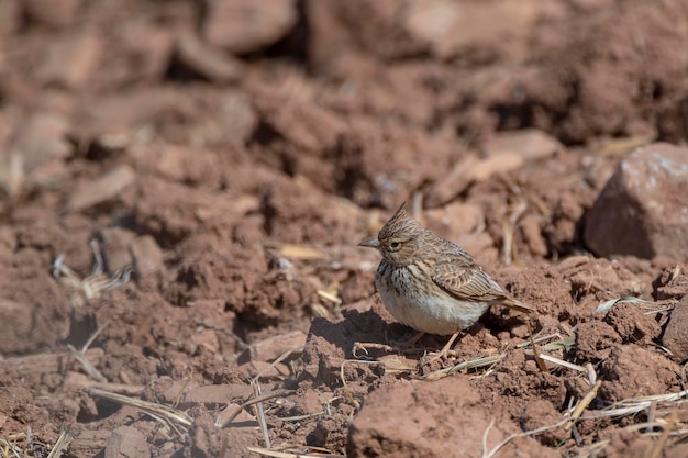 白い顔と茶色の頭を持つ鳥が地面に座っています