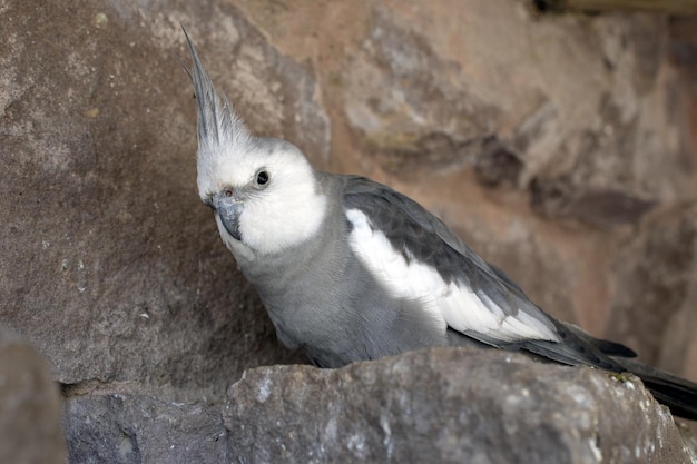 A bird with a white head and gray feathers