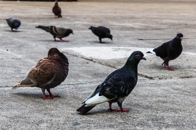 白い尾を持つ鳥