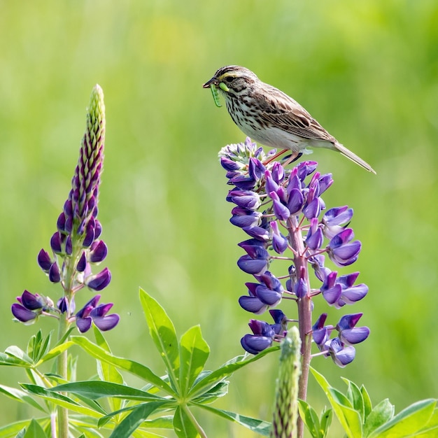 晴れた日に紫の花に座っているノックにワームをつけた鳥