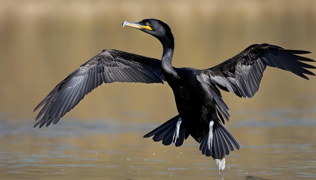 Foto un uccello con un becco giallo sta volando sopra l'acqua