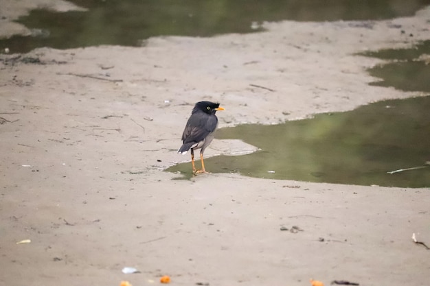 A bird with a yellow beak is walking on the ground.