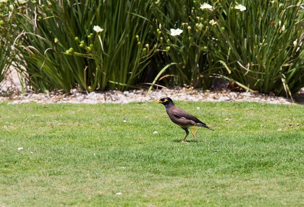 芝生に黄色いくちばしを持つ鳥