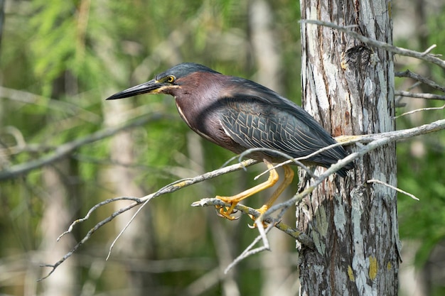 A bird with a yellow beak sits on a branch.