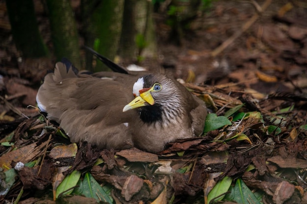 A bird with a yellow beak sits on the ground.