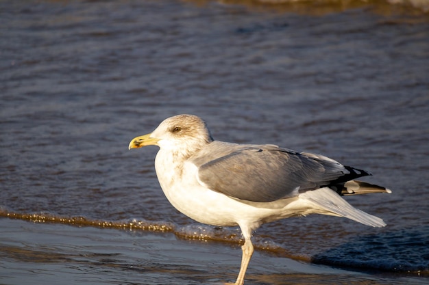 A bird with a yellow beak