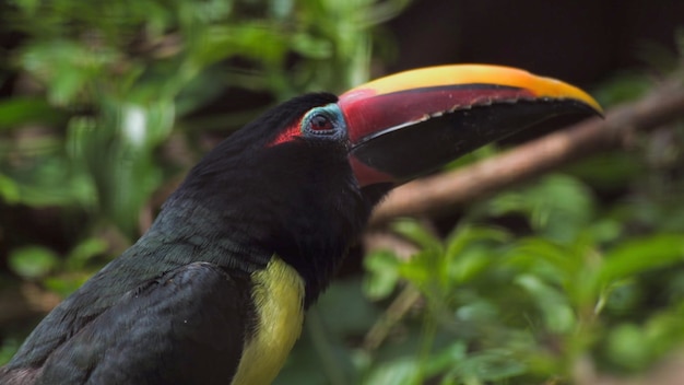 A bird with a yellow beak