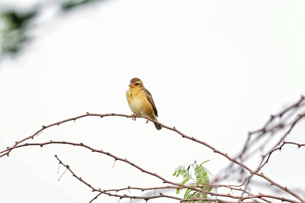 Photo a bird with a yellow belly and orange belly