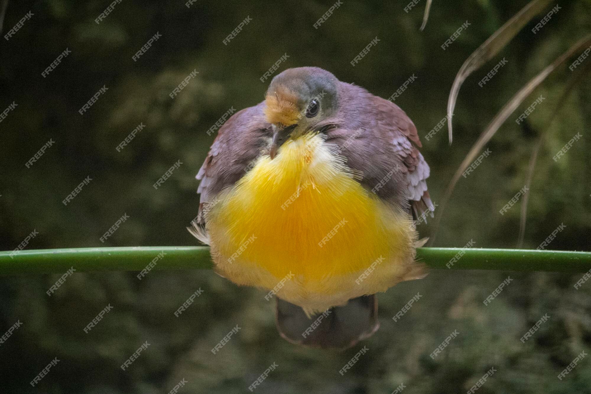 Premium Photo | A bird with a yellow belly sits on a branch.