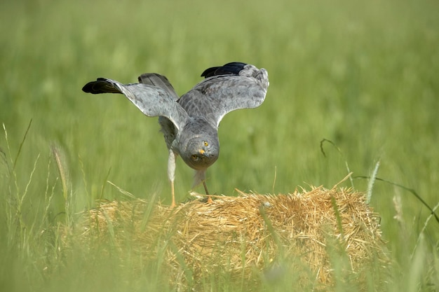 A bird with yellow eyes and a black tail stands on a hay bale.