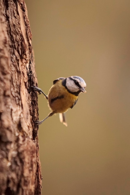 A bird with a yellow head and black legs is climbing a tree