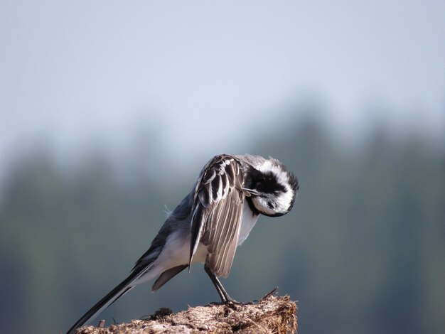 Bird on a wonderful background 