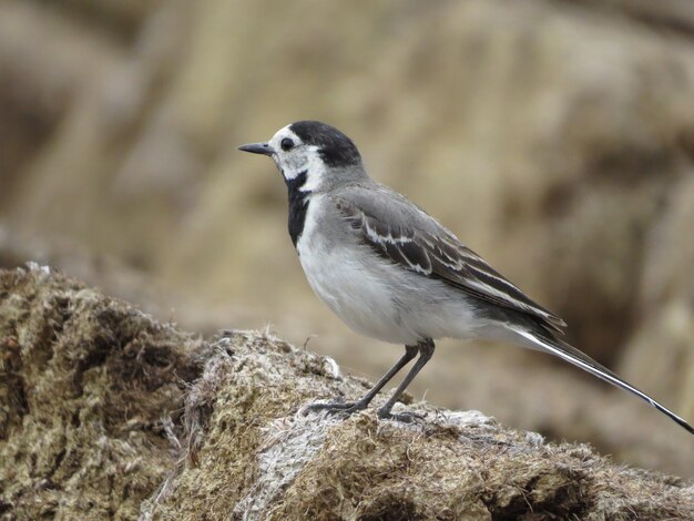 素晴らしい背景の鳥