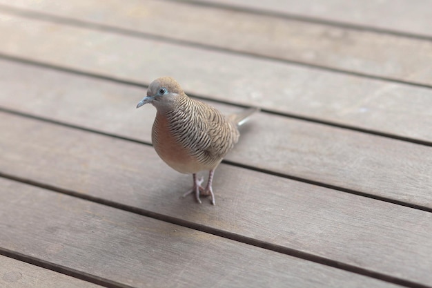 bird on the wooden floor