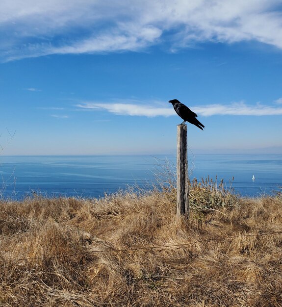 Photo bird on wooden post in sea