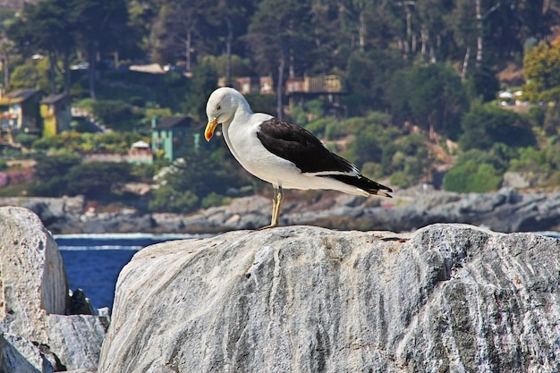 The bird in Zapallar village