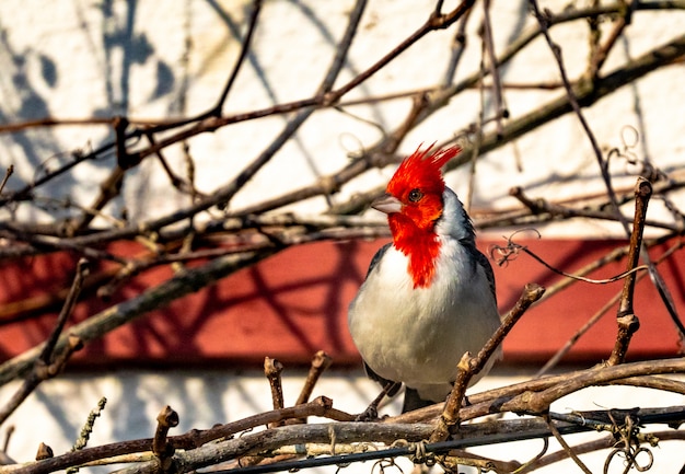 写真 鳥