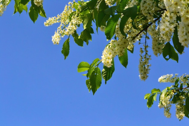 写真 鳥桜と青空