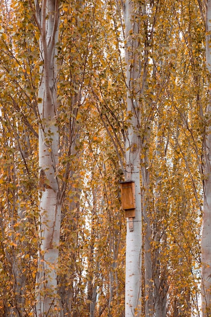 Фото Скворечник среди деревьев осенью