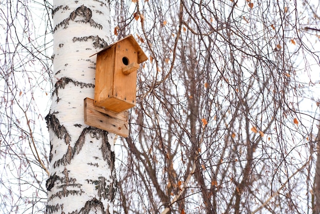 Birdhouse on a birch tree in winter