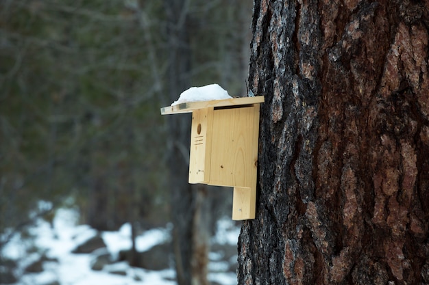 Foto birdhouse nella foresta