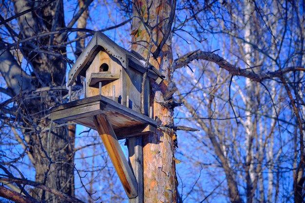 Birdhouse su un albero, casa sull'albero.natura, parchi e foreste.