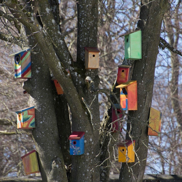 Foto casette per uccelli montate sul tronco di un albero