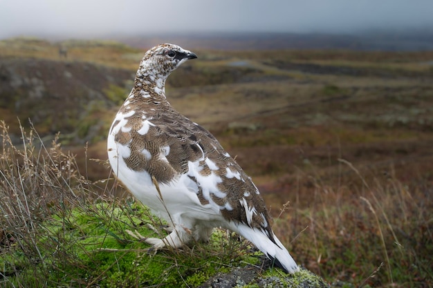 Photo birdlife