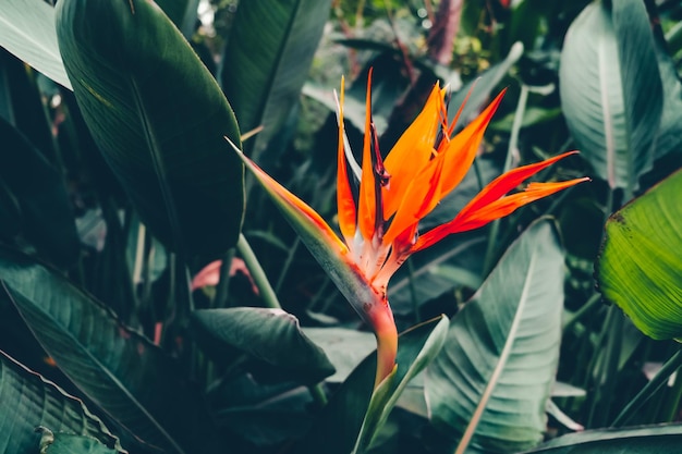 Birdofparadise flower or Crane flower Strelitzia reginae