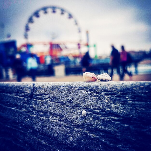 Birds in amusement park