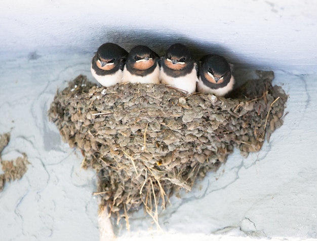 Birds and animals in wildlife. swallow. young barn swallow
patiently awaits feeding from parents