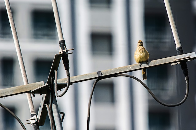 Birds are on the antenna.