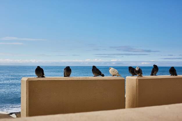 鳥は海で寒いです。ハト