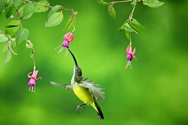 Birds are flying looking for honey in flowers