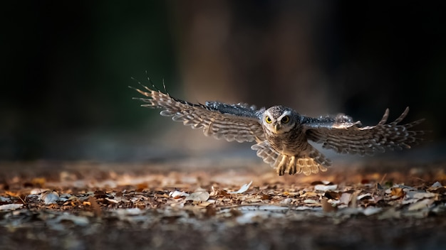 The birds are flying in nature near the ground.