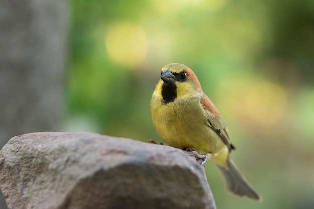 Birds are on rocks